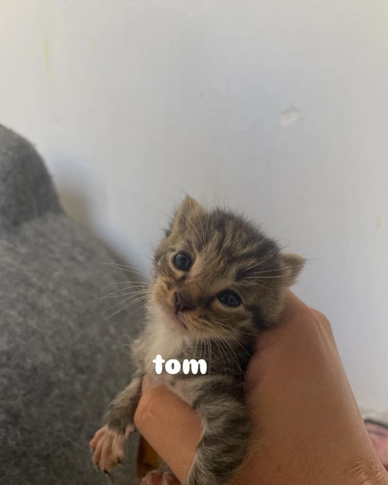 мейн-кун парода котята