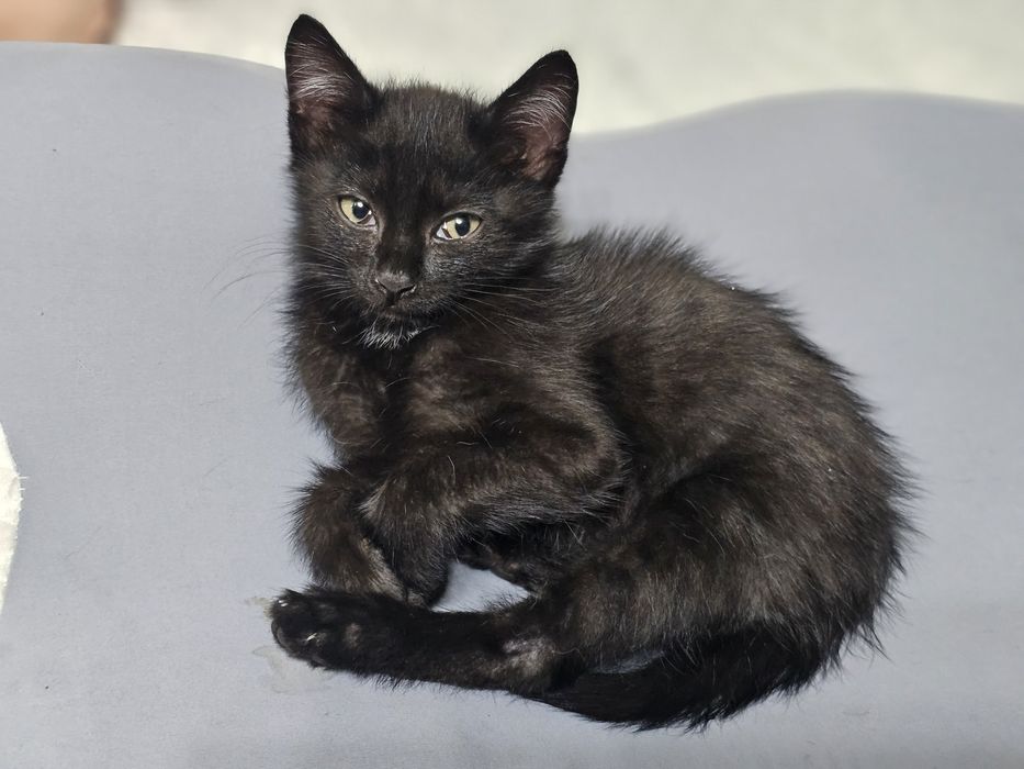 Котенок котята котики котэйки в добрые руки