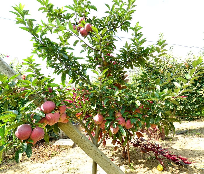 Pomi Fructiferi Pitici DWARF (MAR )