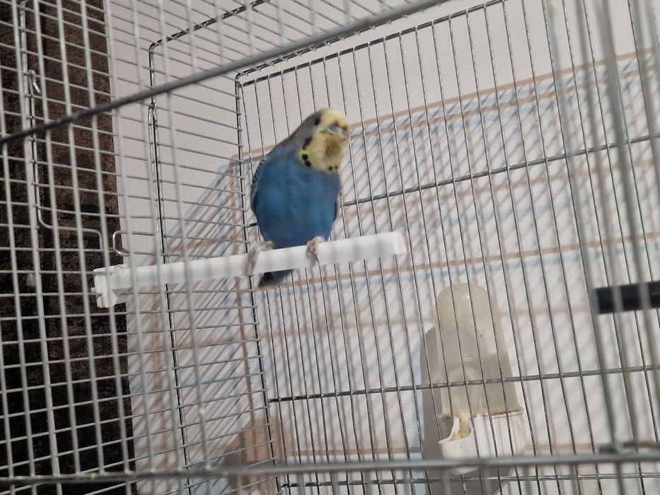 Papagal Perus Colivie