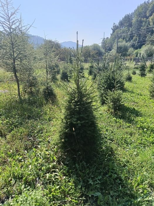Mesteacăn,tei,pin,molid,brazii,platan,catalpa,arțar,frasin,salcâm,etc.