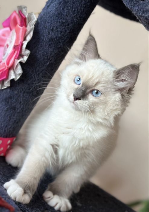 Регдол / RAGDOLL / момченце