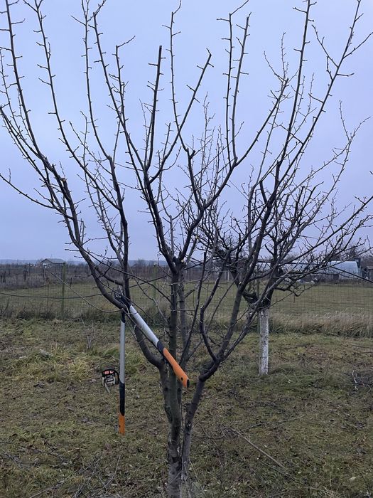 Cosmetizari pomi fructiferi si plante ornamentale