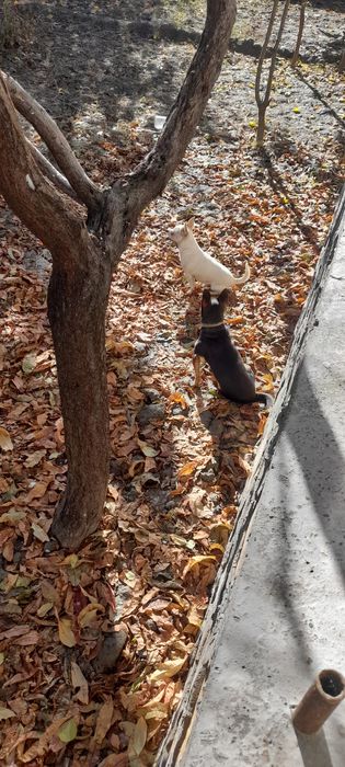 Чихуахуа пародали ит болалари сотилади