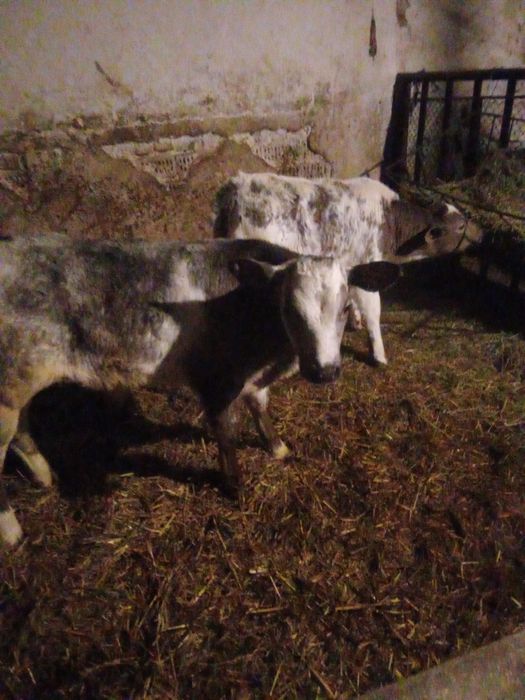 Vand 2 taurasi belgieni semi intarcati