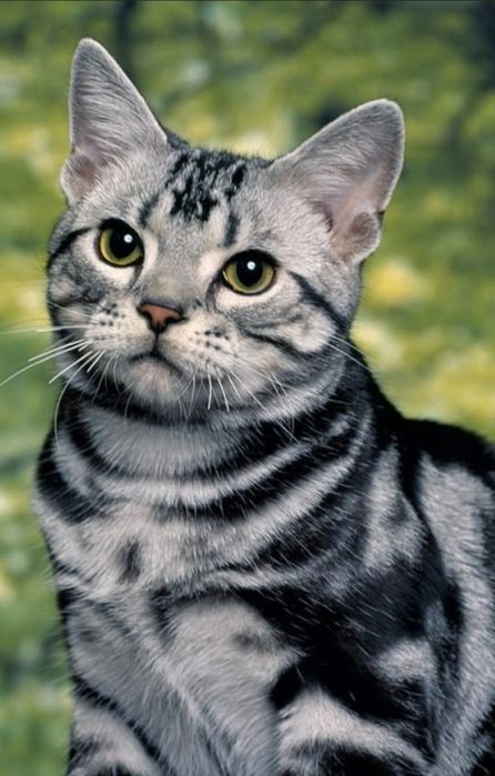 Котёнок  Американский  коротко шерстной