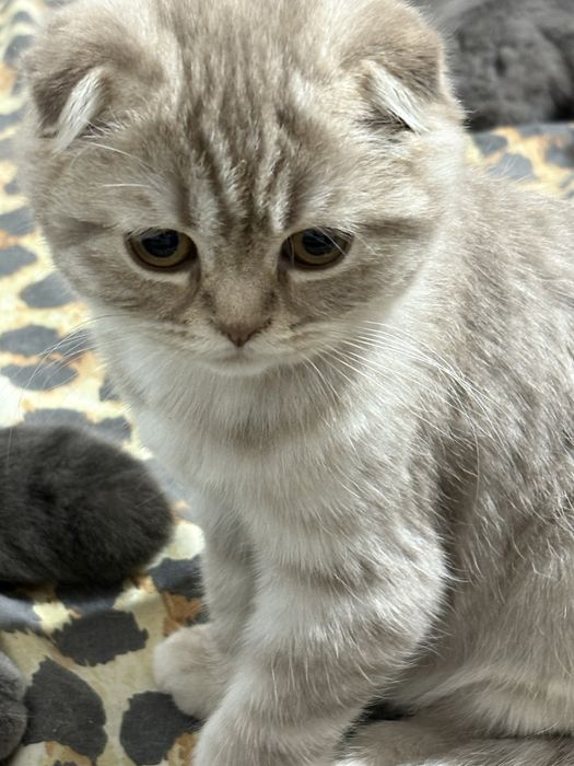 продаю породистых кошек