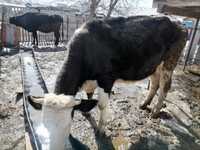 Продам молочных,породистых коров