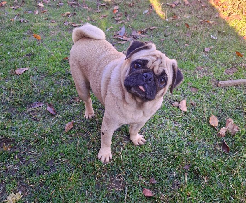 Mops bej femelă   ...