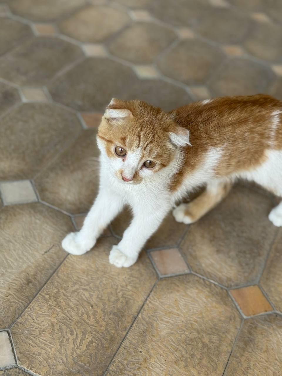 Продам котика скоттиш-фолд