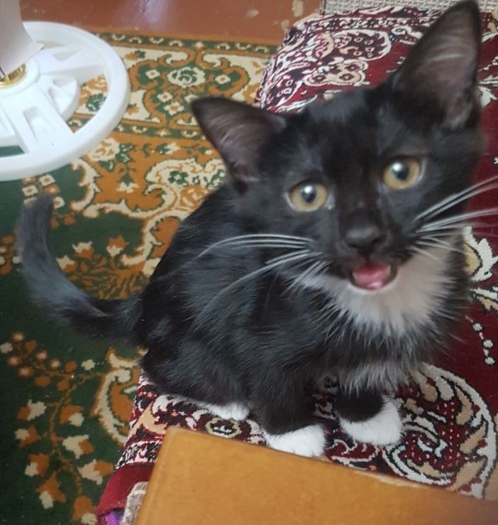 Бесплатно котята