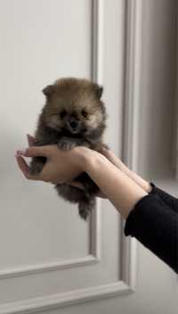 Pui Pomeranian mini