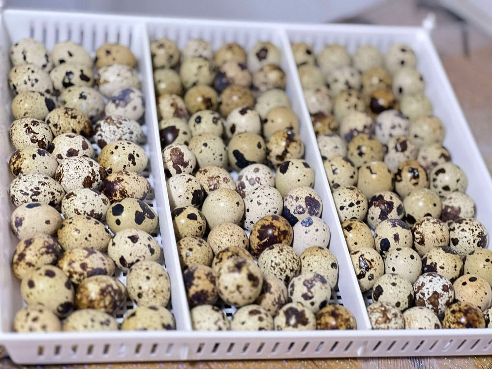 Oua de prepelita pentru consum sau incubat