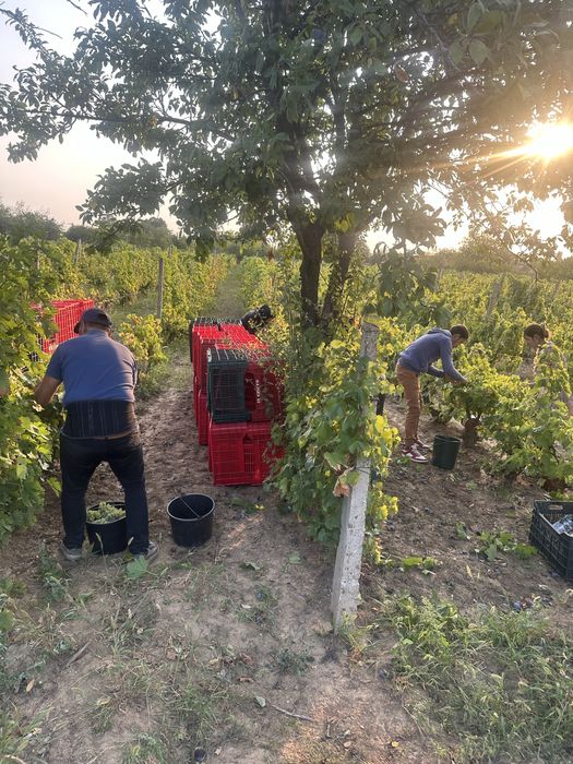 Struguri de vin!