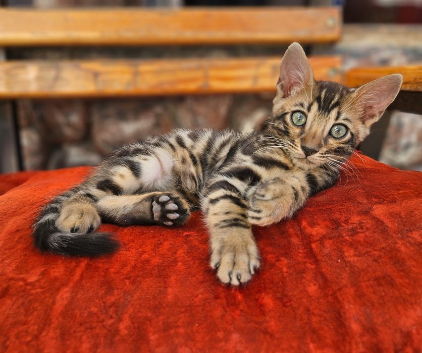 Бенгальский кошки