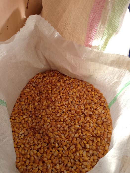 Vând mălai bobe  bune