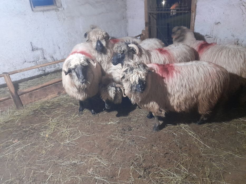 Vând oi Bucălăi...