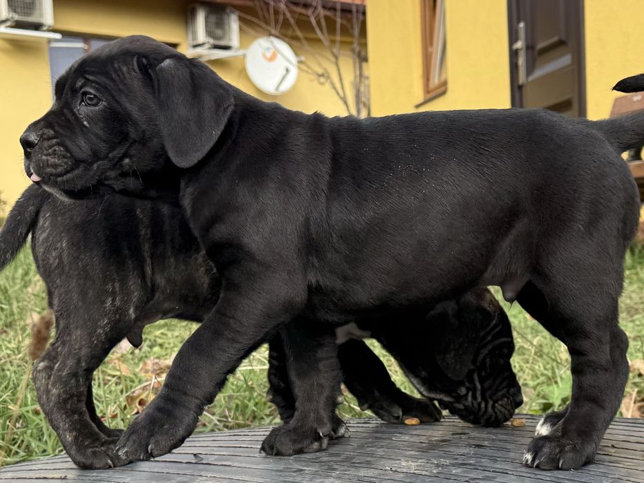 Кане Корсо / Kane Korso