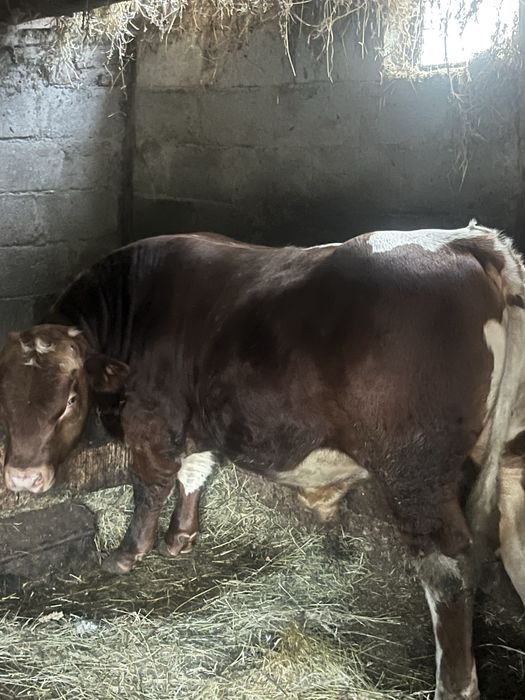 Vaca cu vitel de 7 luni