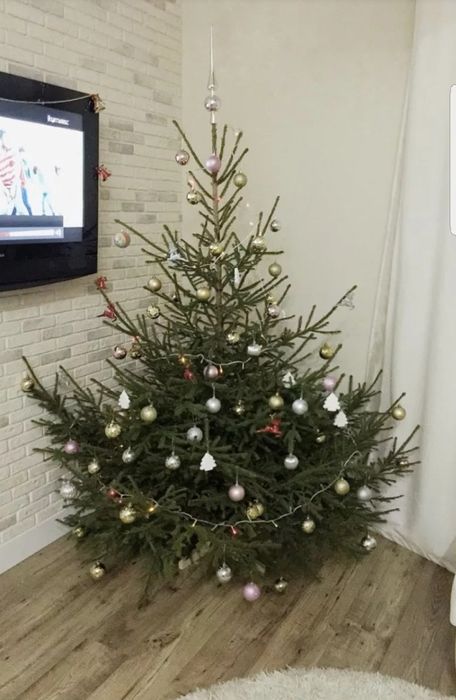 Новогодняя ёлка, сруб, живая ель продажа в Алматы