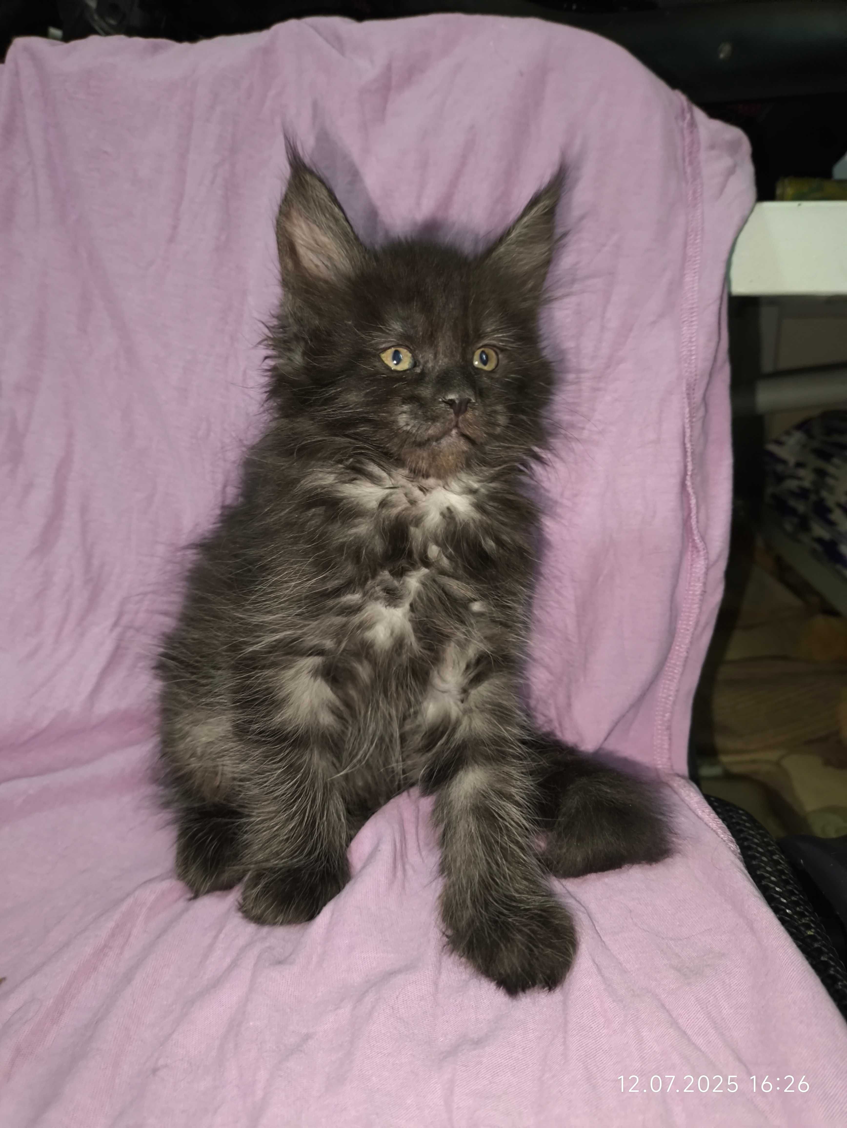 Мейн куны котята