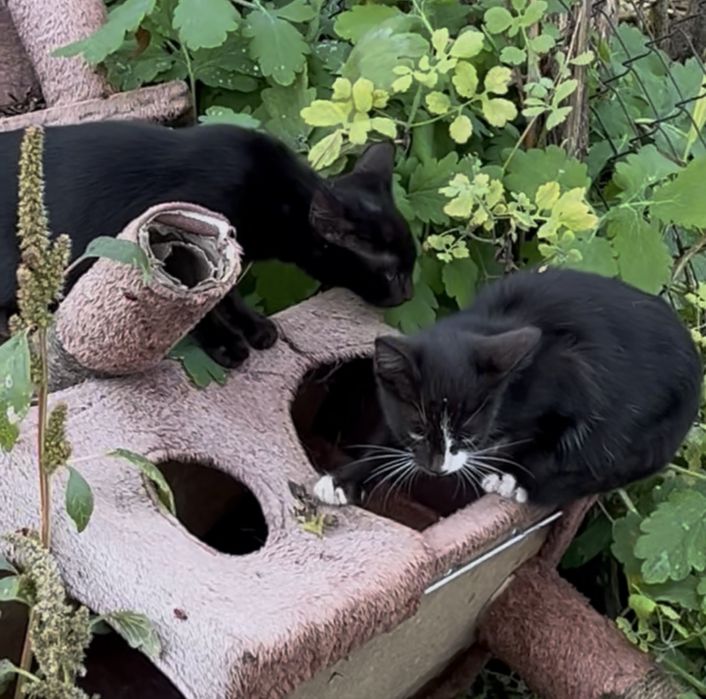 Spre adoptie doi pisicuti cuminti