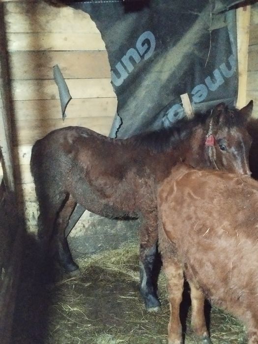 Se vinde mânz 6 luni