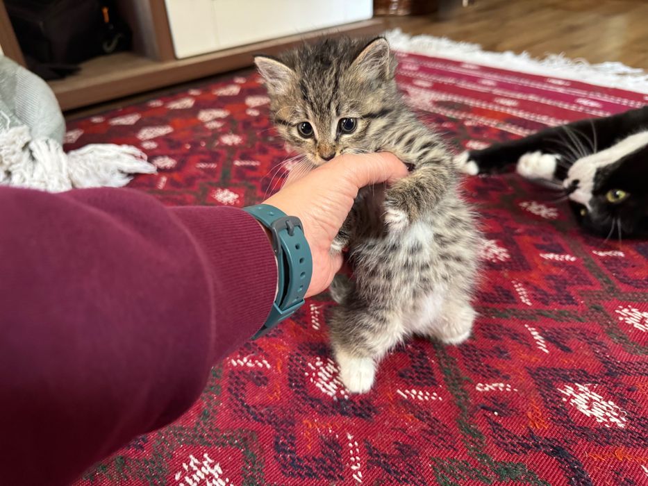 Пристраиваются котята, 1 месяц.