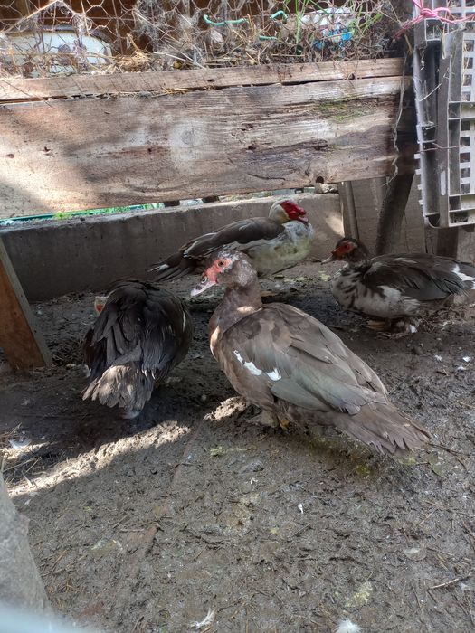 Vând rate mute lesesti