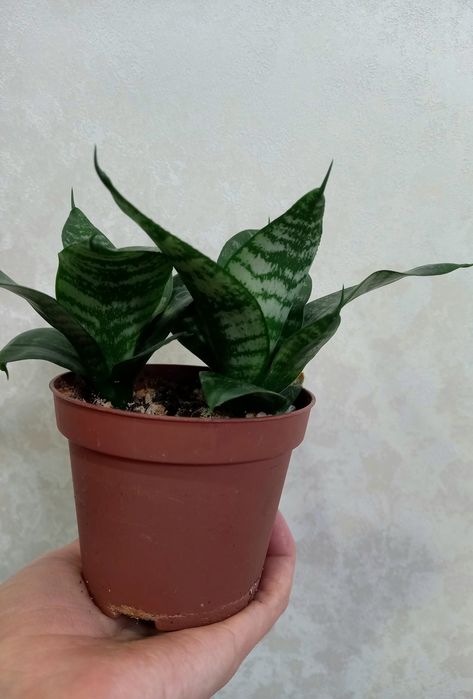 мини Сансиверия, сорт Ханни