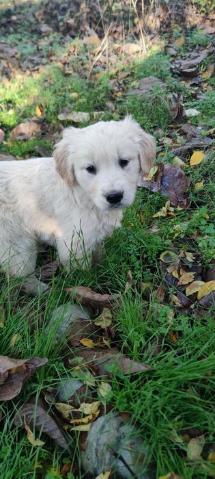 Голдън ретривър две мъжки