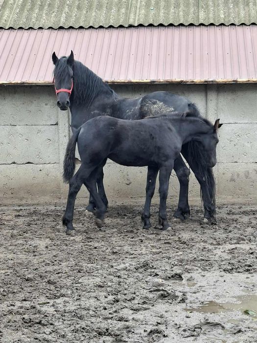 Manza si iapa metis de friz