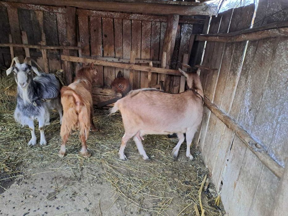 Vând capre Flămânzi