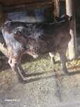Tauras de o luna  zile angus bea la găleată frumos cu forme bune