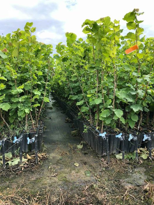 Puieti de alun certificati