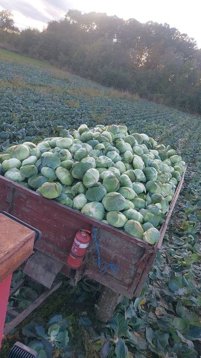 Vând varza cu frunza subțire