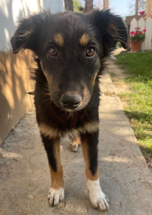 DONEZ pui caine maidanez femela