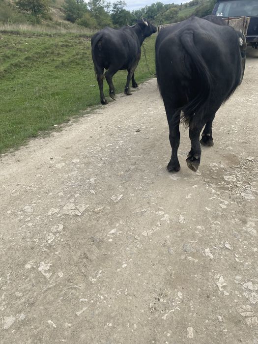 Vand doua bivolite cu vitei