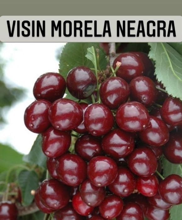 Visin(Soiul  Morela Neagra )
