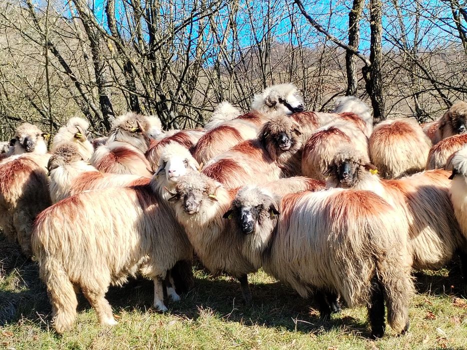 Oi de vânzare pe ales