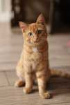 Рыжий котенок (мальчик)