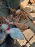 Vând pui rasa mixta și kabir și dacă dorește cineva și cocosi
