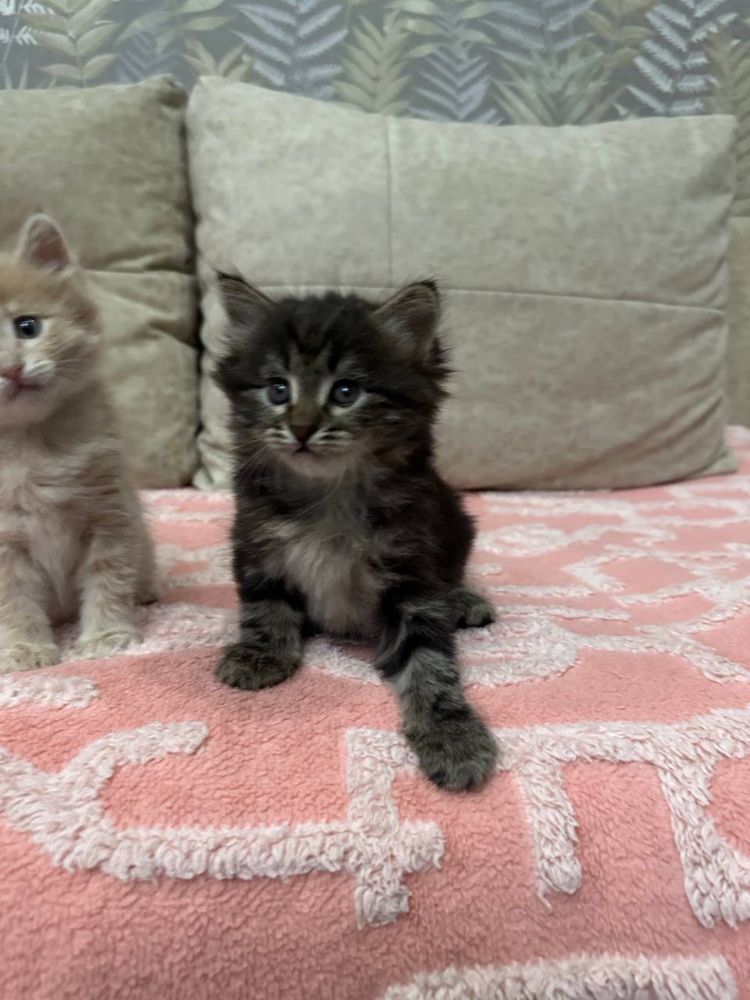 Котята  1,5 месяца