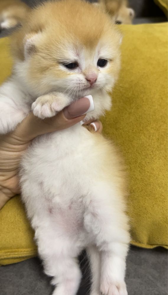 Шотландские золотые котятата шиншилята