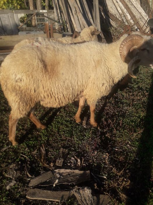 Vand berbec pentru pastrama.