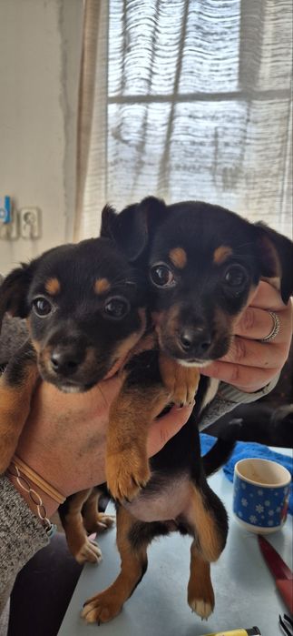 Кученца Пинчери на два месеца