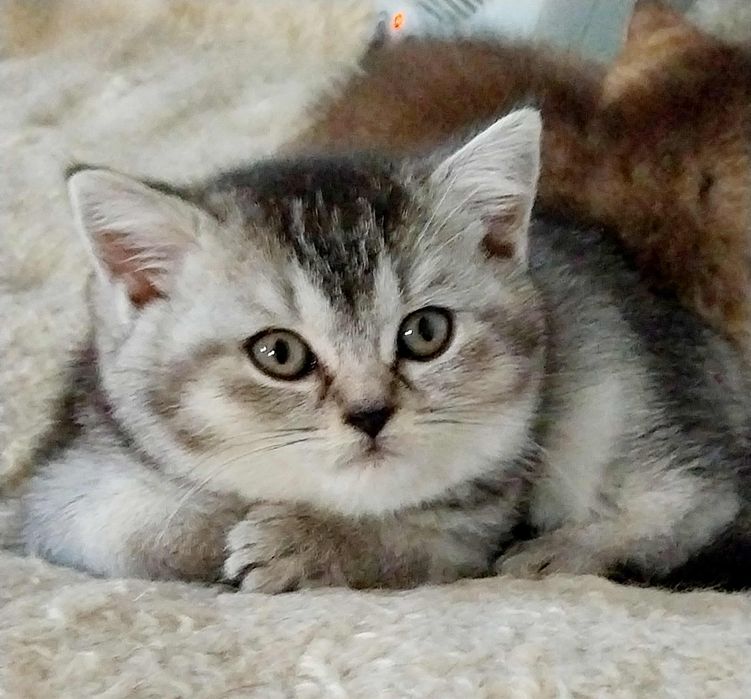 Pisicute puiuti british