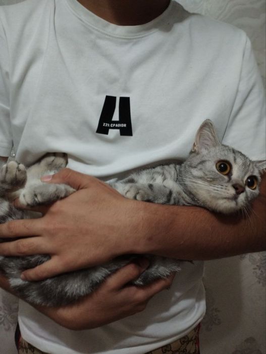 Shinshila 2Ta Qiz Mushuk Sotildi