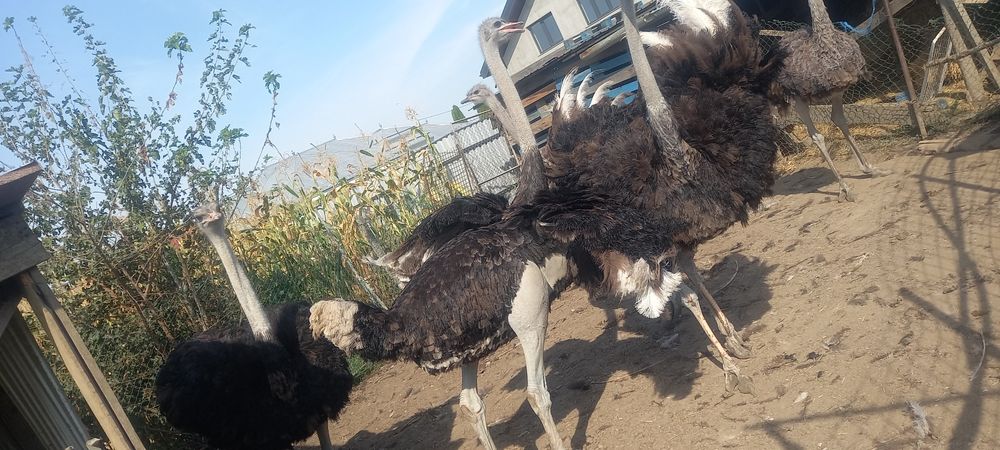 Vând struți 4 bucati