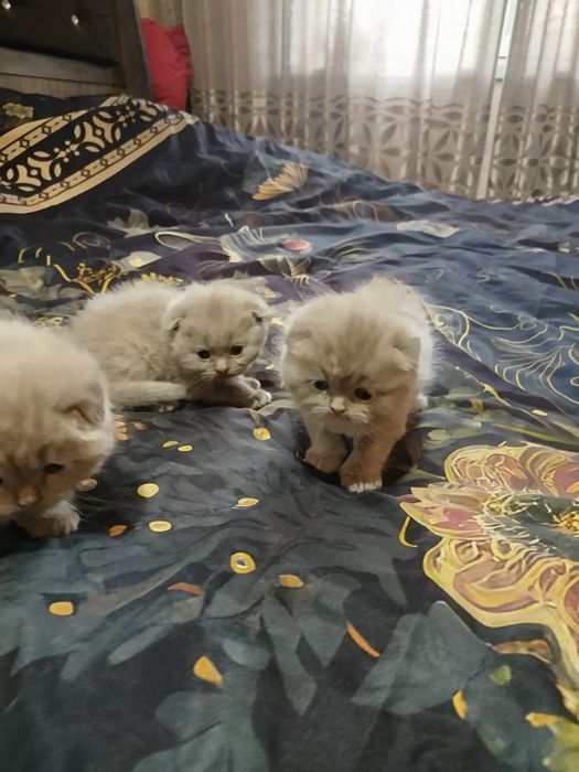 Продаются скотиш фолд